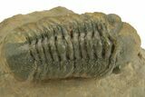 Detailed Reedops Trilobite - Atchana, Morocco #376974-2